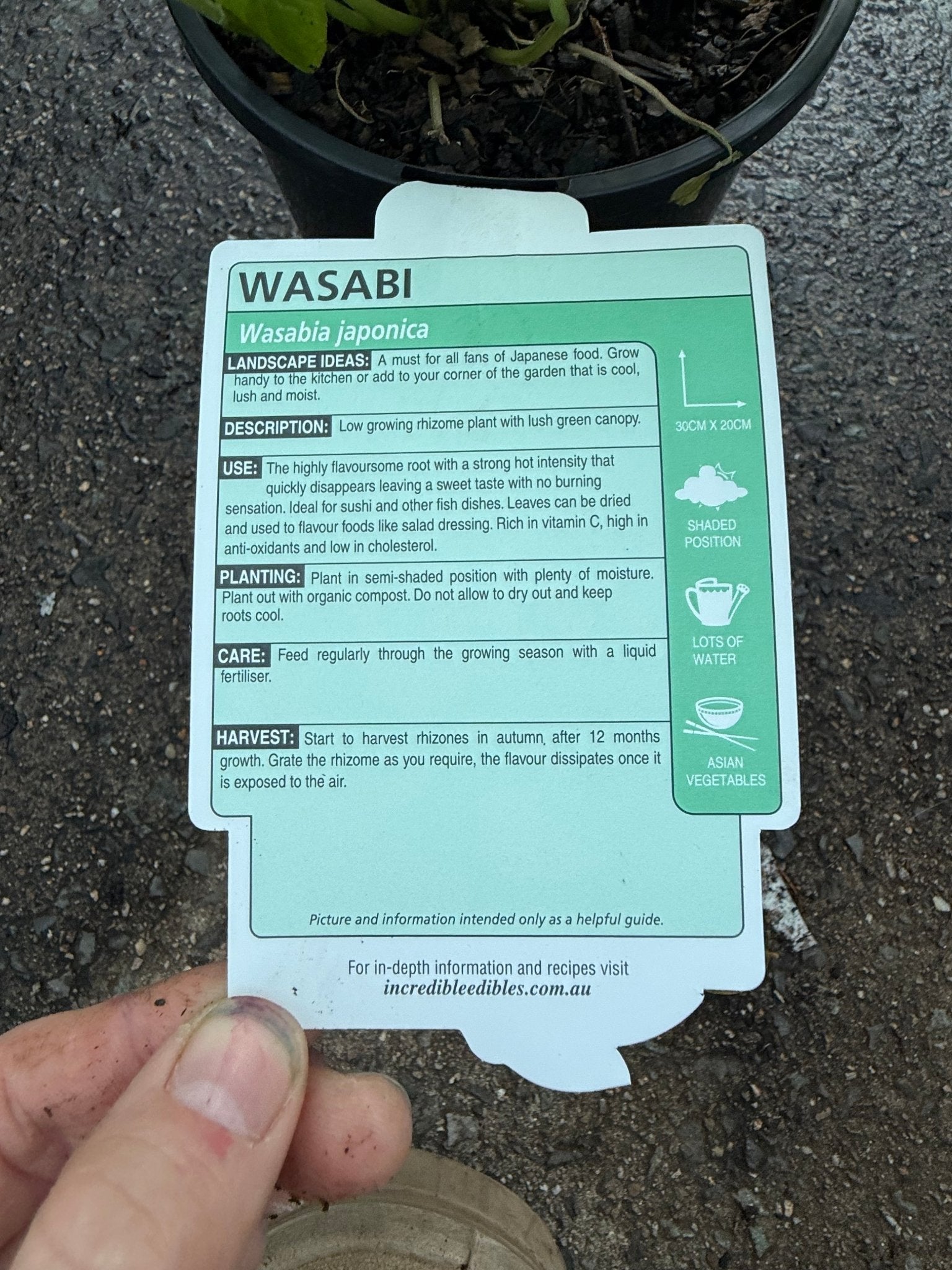 Wasabi 'Green Thumb' (Wasabia japonica) - Ladybird Nursery
