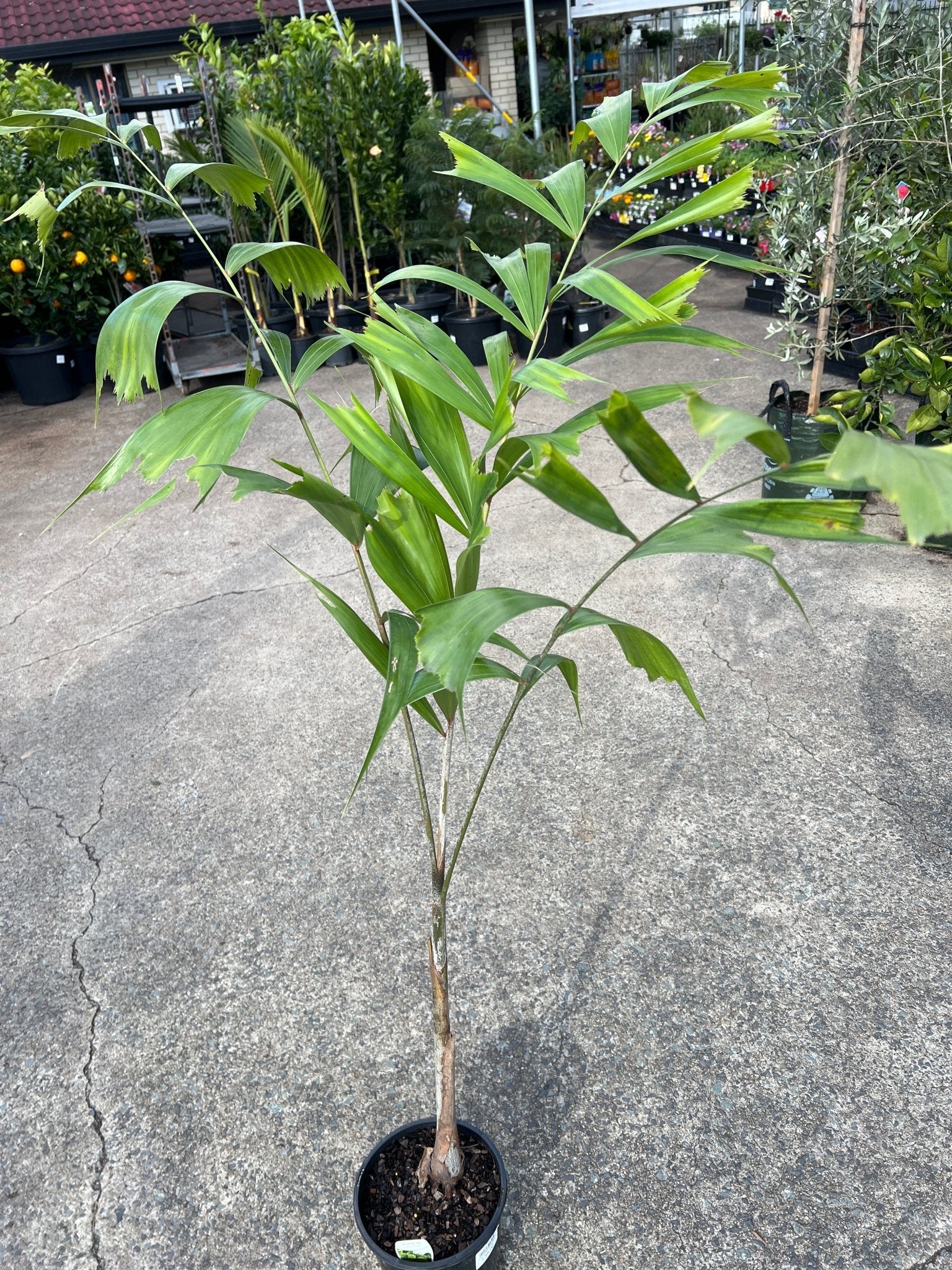 Foxtail Palm (Wodyetia bifurcata) - Large (PICK UP ONLY) - Ladybird Nursery