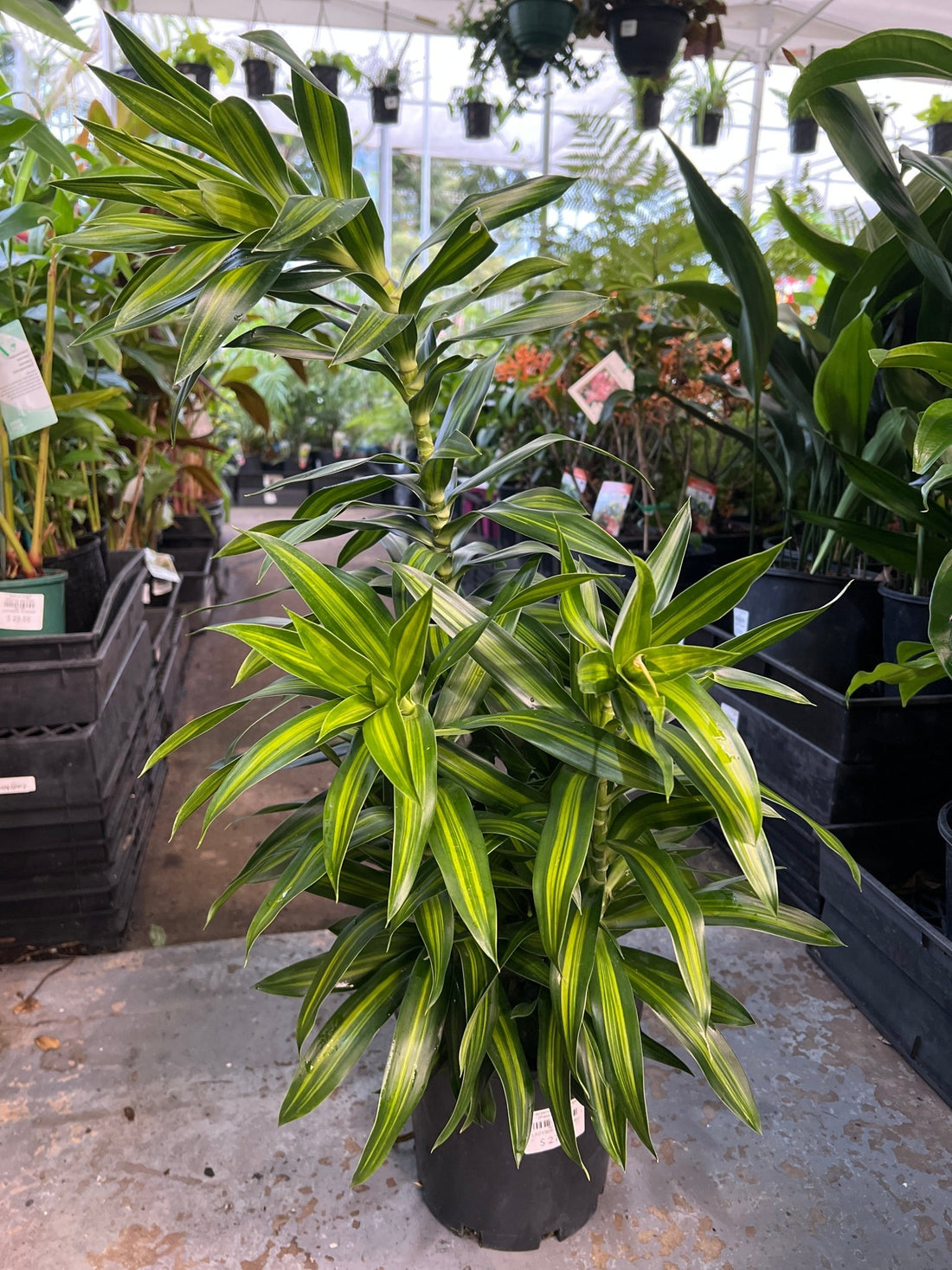 Dracaena 'Malay Stripe' (Pleomele) - Large - Ladybird Nursery