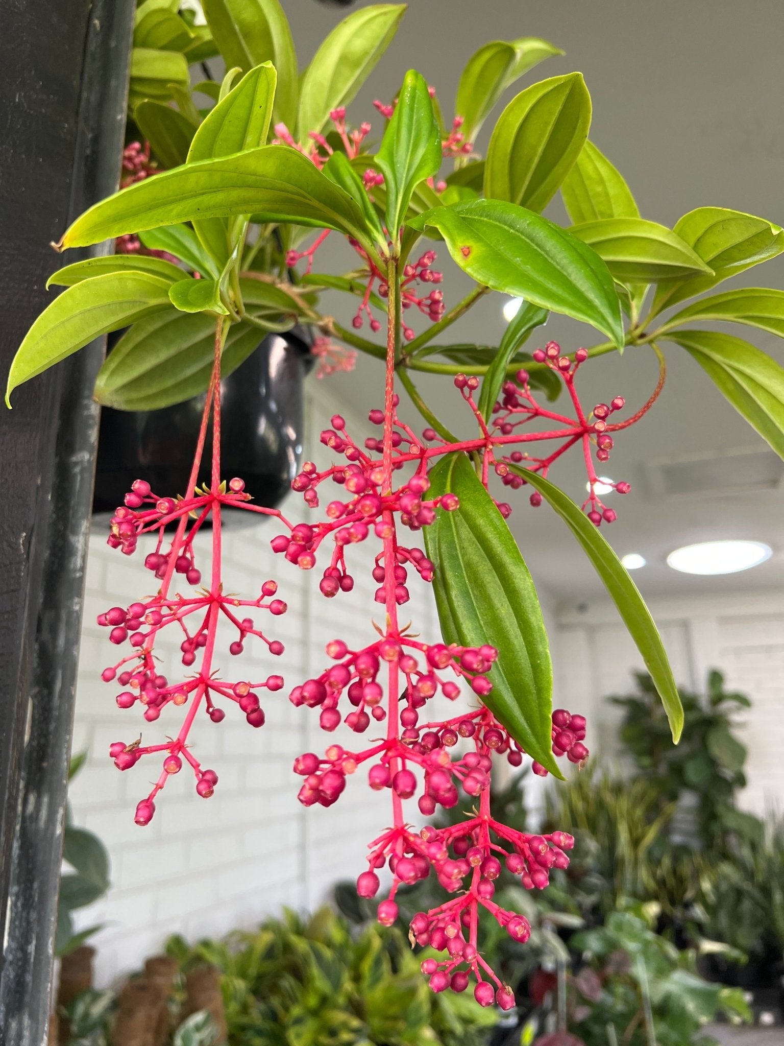 Medinilla ‘Salmon Delight’ (Medinilla magnifica) - Ladybird Nursery