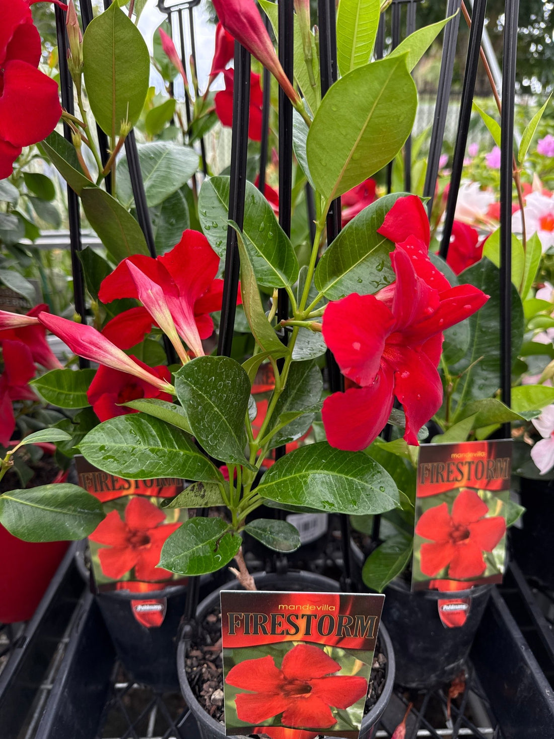 Mandevilla Firestorm - Ladybird Nursery