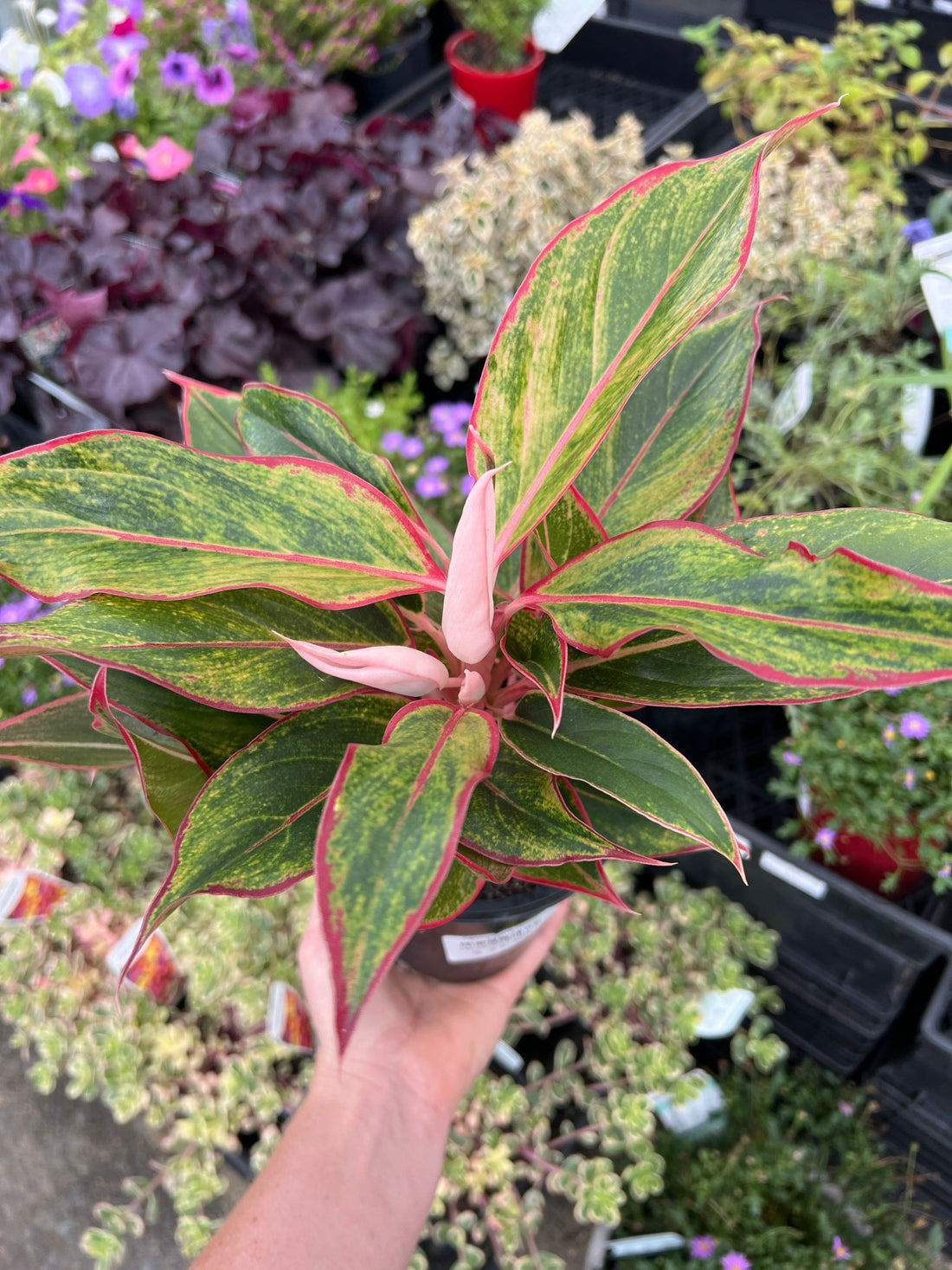 Aglaonema 'Siam Aurora' - Ladybird Nursery