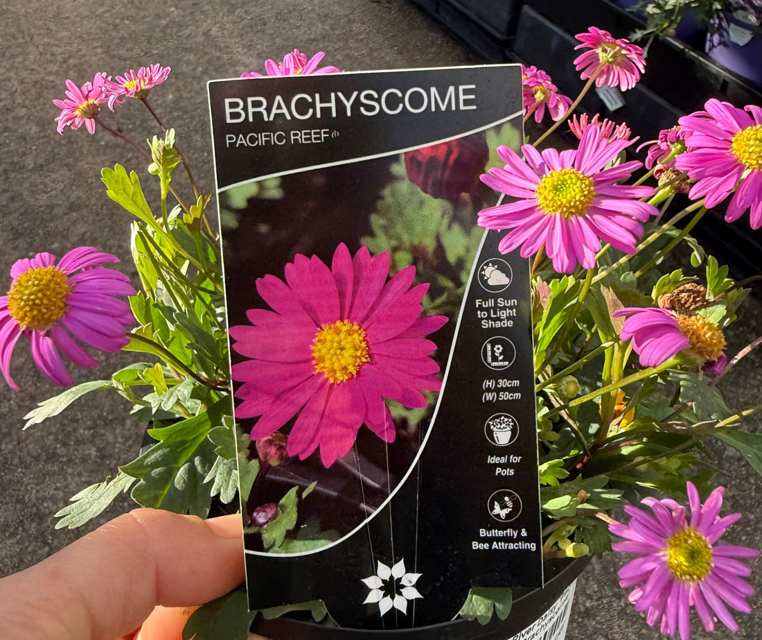 Swan River Daisy 'Pacific Reef' (Brachyscome) - Ladybird Nursery