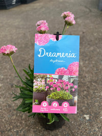 Armeria Dreameria™ 'Daydream' - Ladybird Nursery
