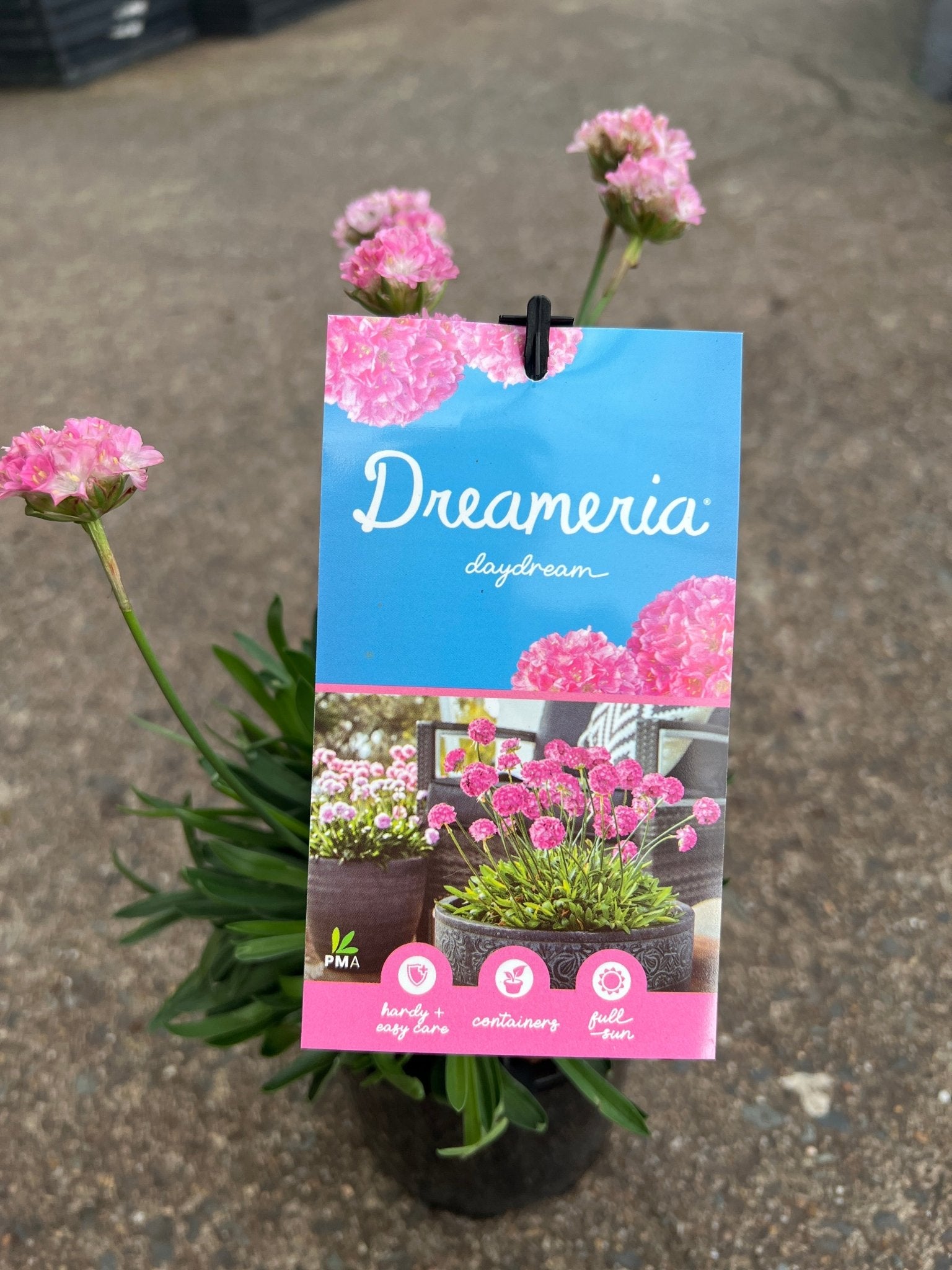 Armeria Dreameria™ 'Daydream' - Ladybird Nursery
