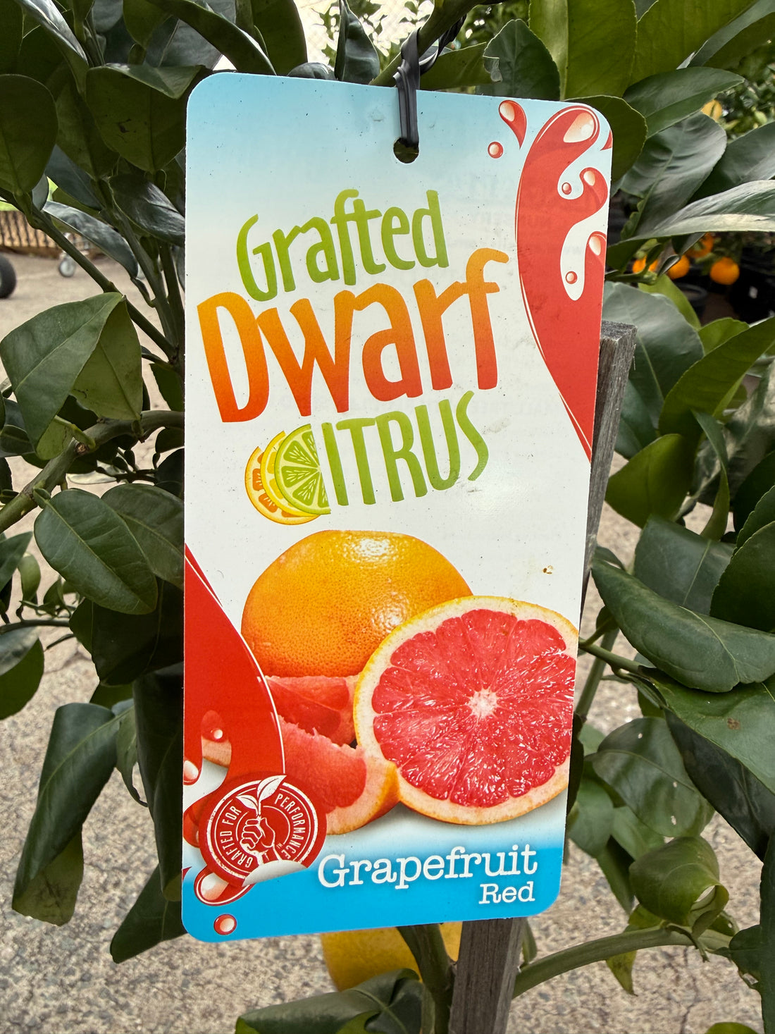 Grapefruit DWARF 'Red' 330mm (PICKUP ONLY)
