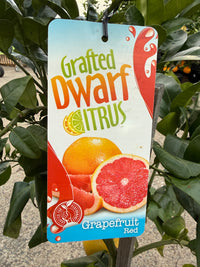 Grapefruit DWARF 'Red' 330mm (PICKUP ONLY)