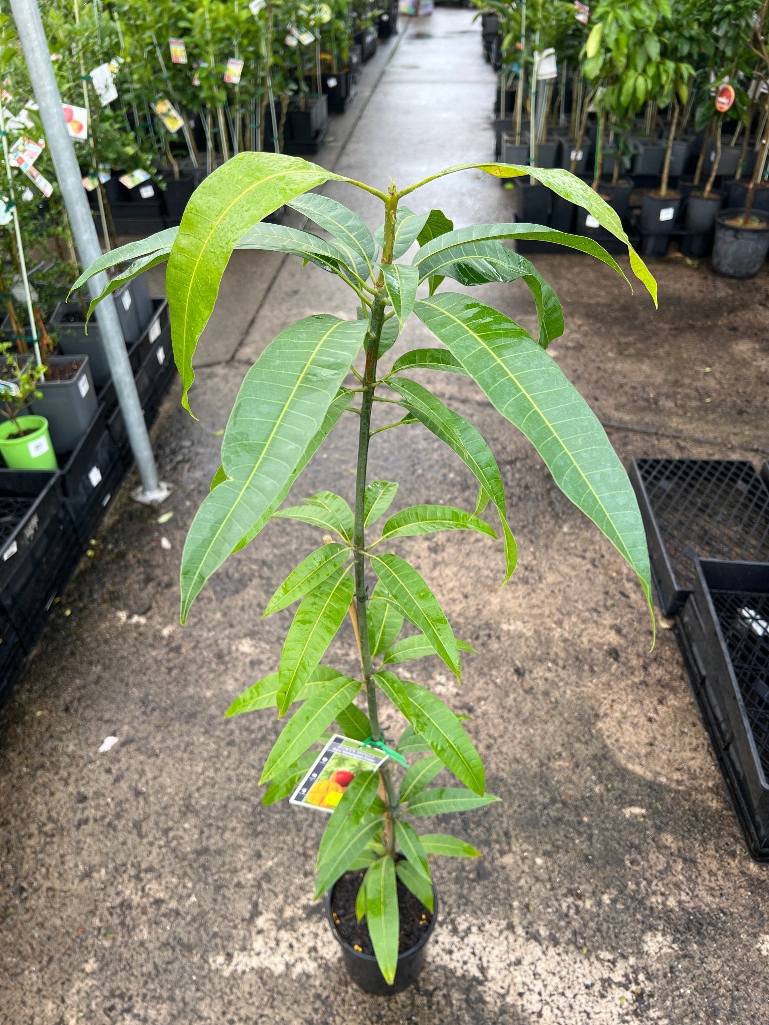 Mango ‘Kensington Pride’ / ‘Bowen’ - Ladybird Nursery