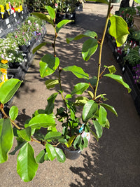 Magnolia 'Paradise Princess Cleopatra' - Ladybird Nursery