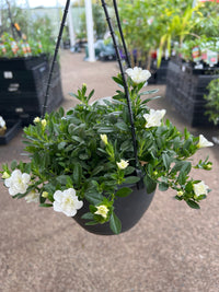 Calibrachoa 'Rosies White' Hanging Basket