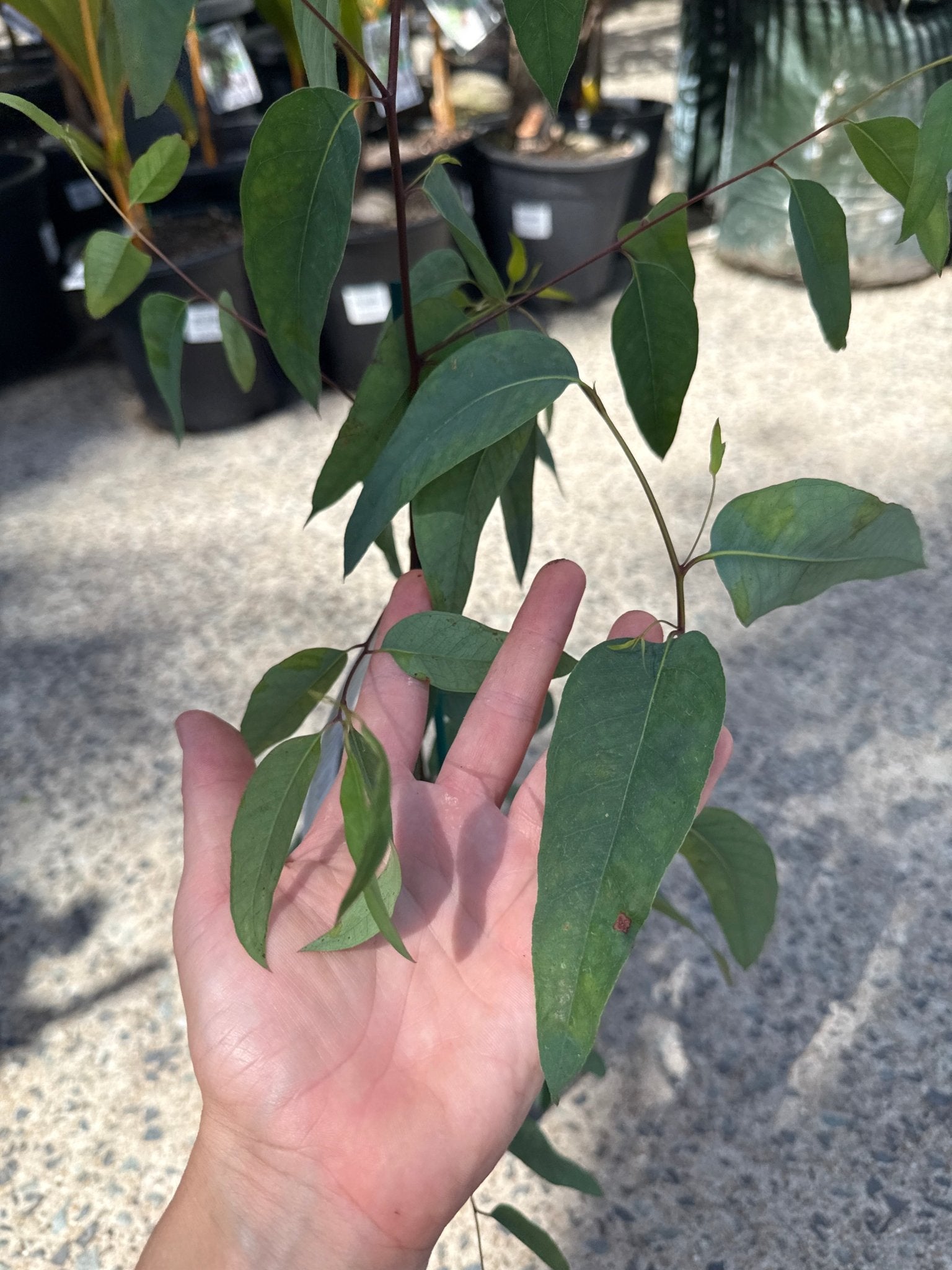 Strawberry Gum (Eucalyptus olida) - Ladybird Nursery