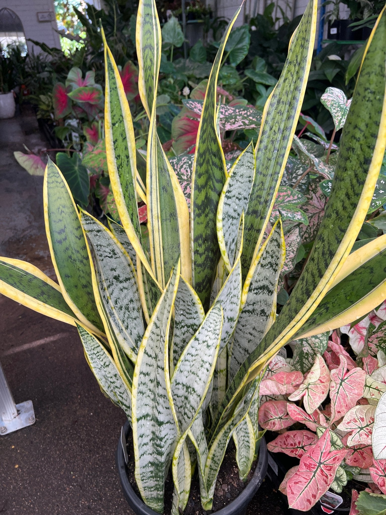 Sansevieria 'Laurentii' 300mm (PICKUP ONLY) - Ladybird Nursery