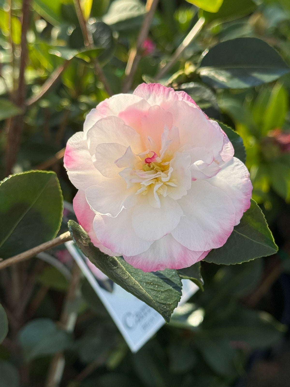 Camellia 'Beatrice Emily' - Large - Ladybird Nursery