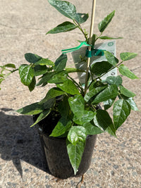 Snail Flower Vine (Cochliasanthus caracalla) - Ladybird Nursery