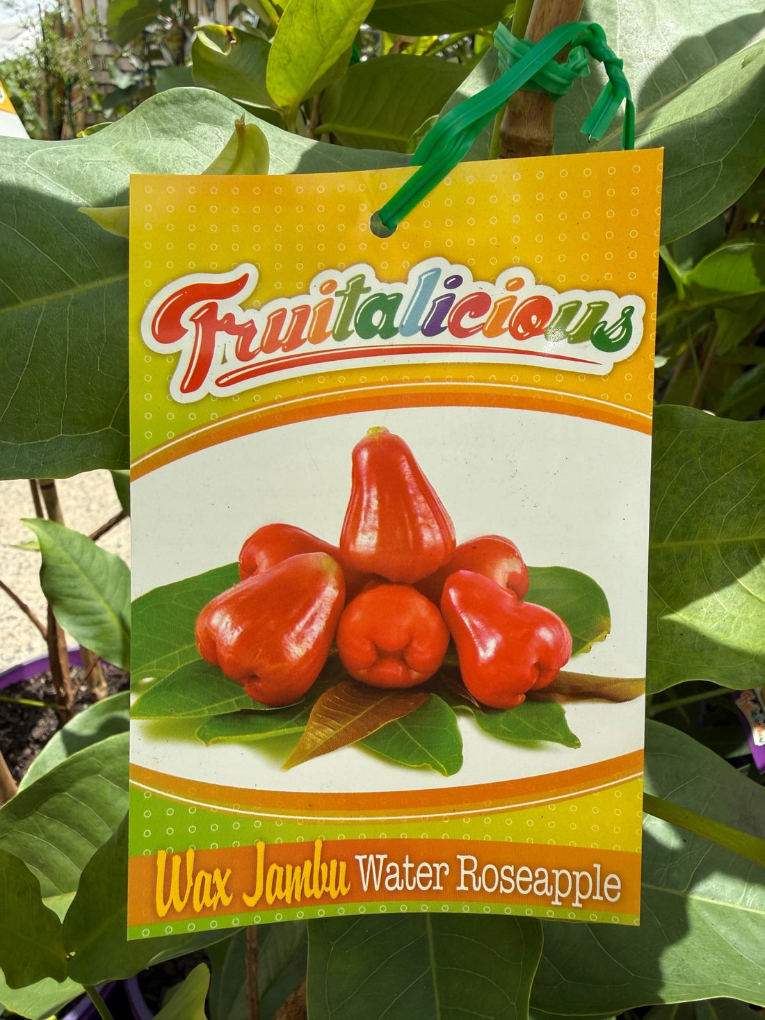 Wax Jambu 'Water Roseapple' (Syzygium aqueum) - Ladybird Nursery