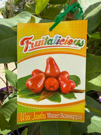 Wax Jambu 'Water Roseapple' (Syzygium aqueum) - Ladybird Nursery