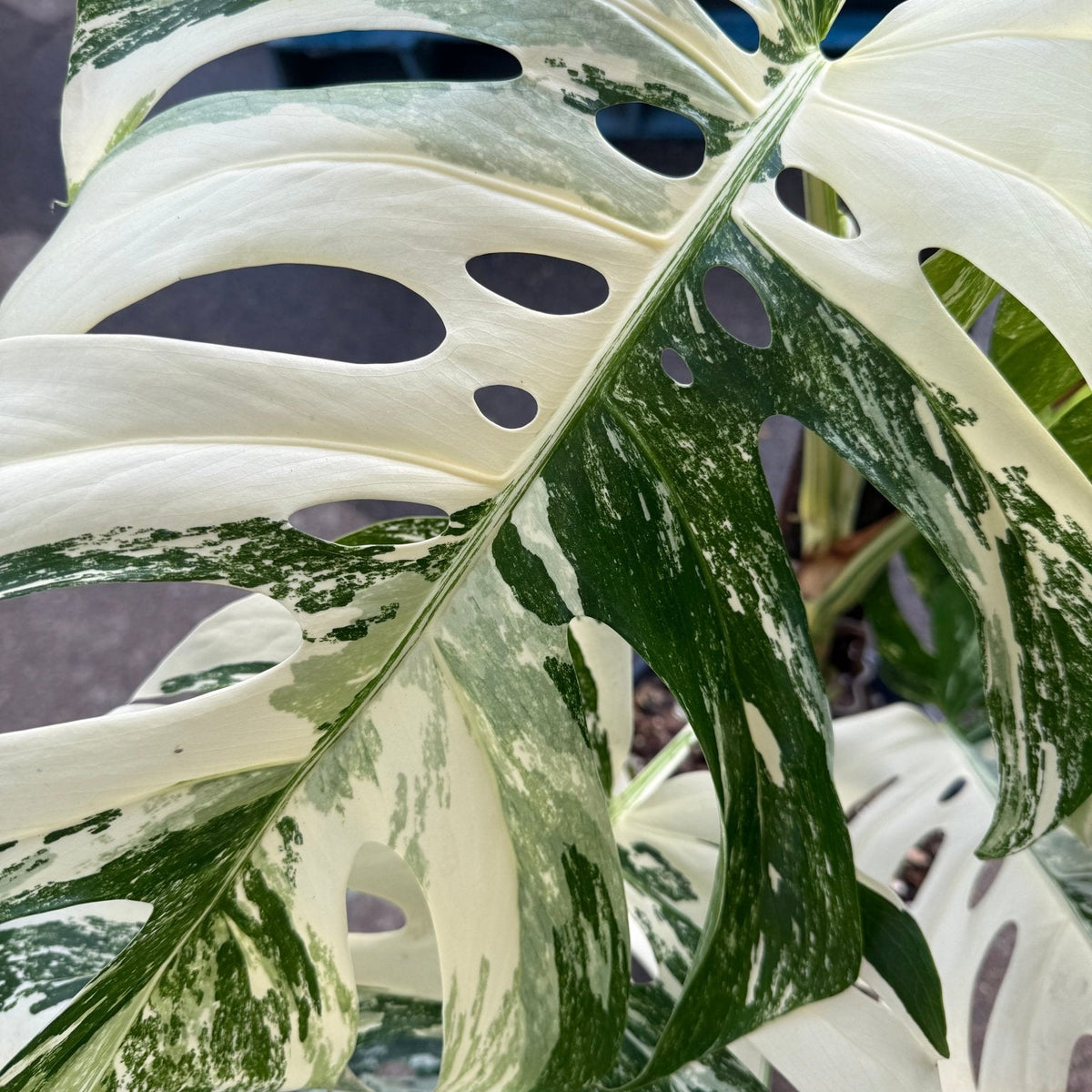 Monstera 'Thai Constellation' on Totem - Advanced (PICKUP ONLY) - Ladybird Nursery