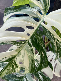 Monstera 'Thai Constellation' on Totem - Advanced (PICKUP ONLY) - Ladybird Nursery