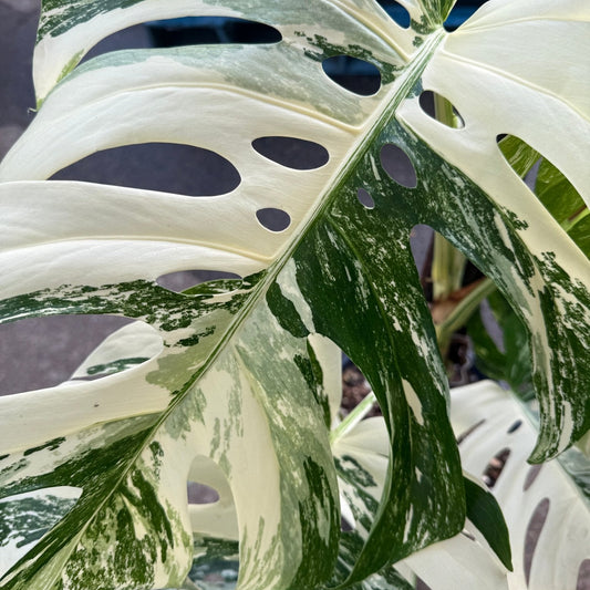 Monstera 'Thai Constellation' on Totem - Advanced (PICKUP ONLY) - Ladybird Nursery