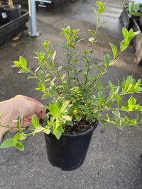 Marmalade Bush 'Ginger Meggs' (Streptosolen jamesonii) - Ladybird Nursery