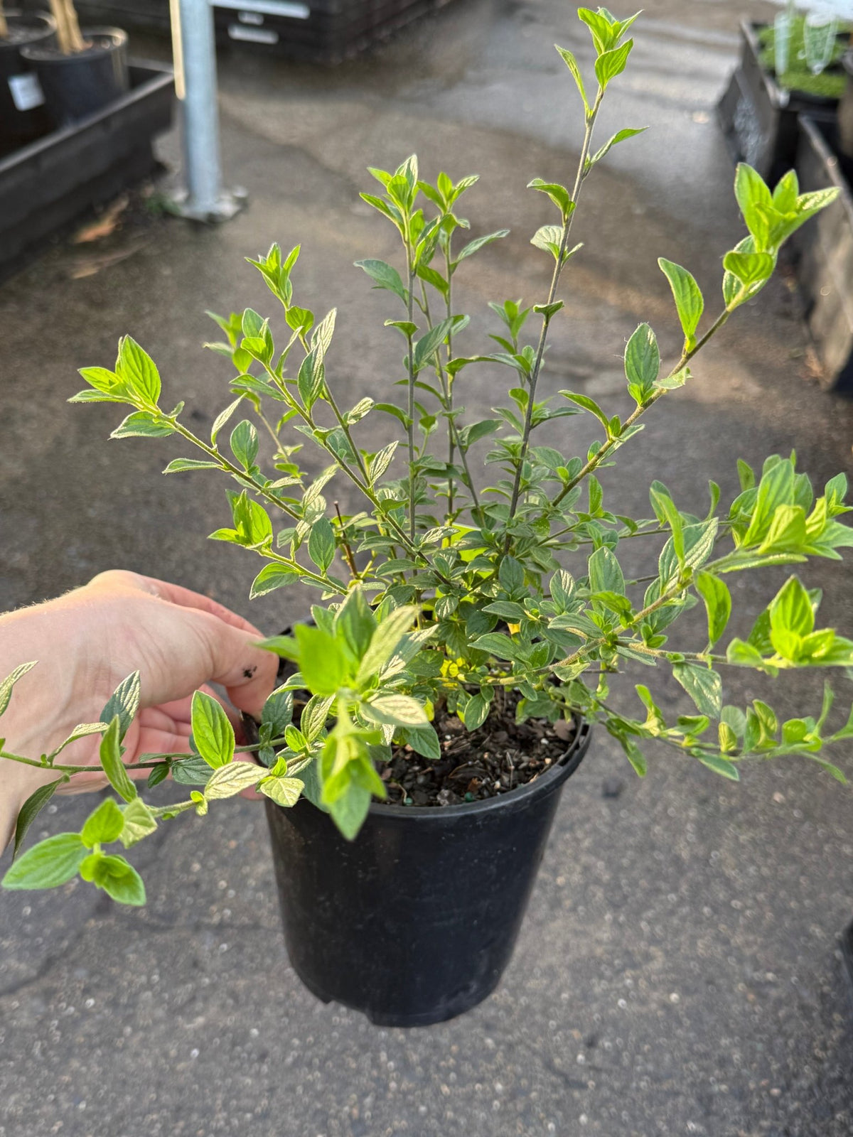 Marmalade Bush 'Ginger Meggs' (Streptosolen jamesonii) - Ladybird Nursery