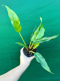 Philodendron Heather May