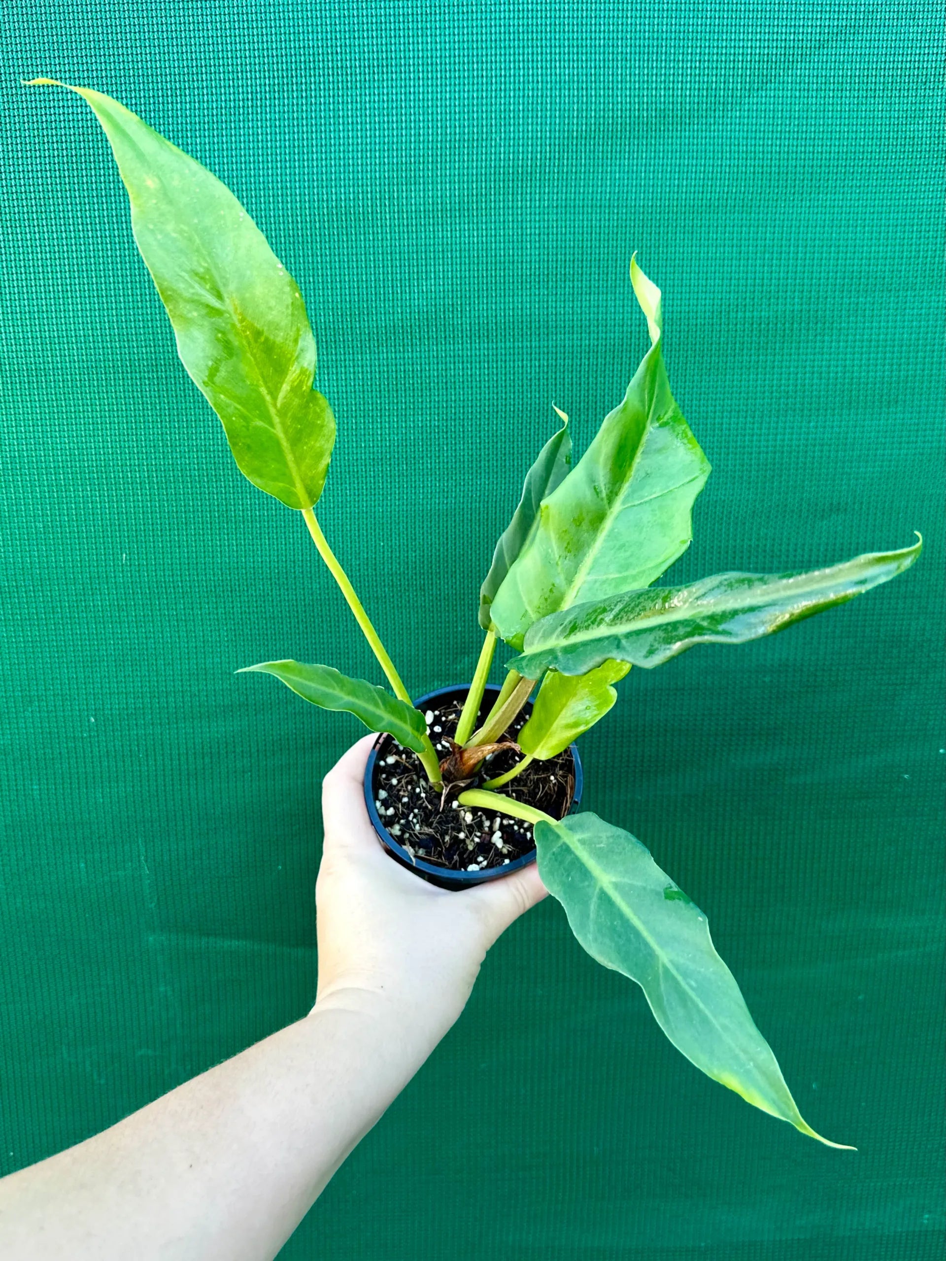 Philodendron Heather May - Ladybird Nursery