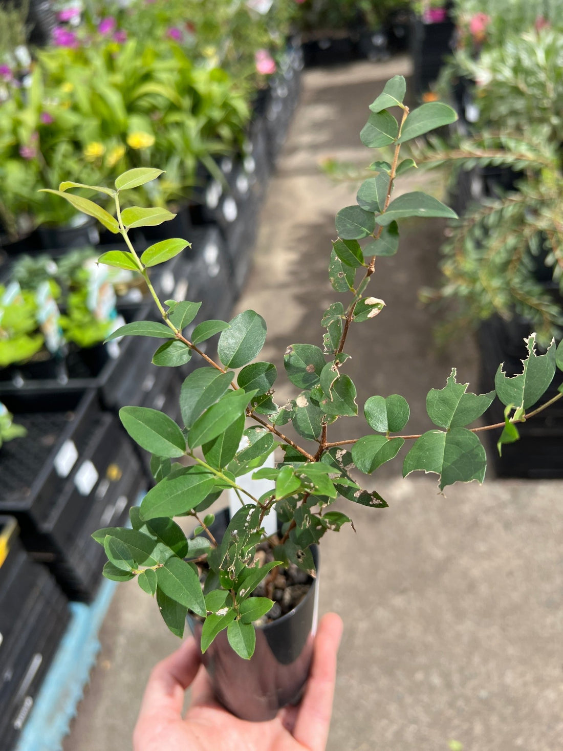 Jaboticaba Giant 'Momotaro' - Ladybird Nursery