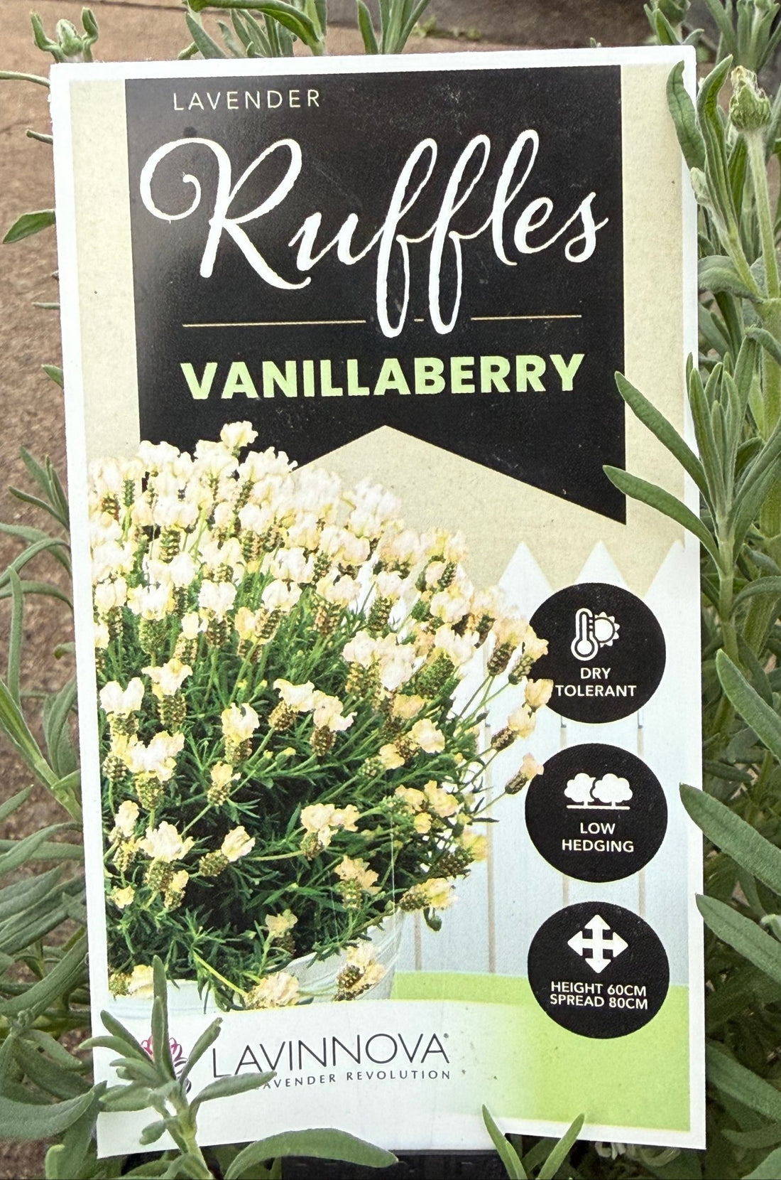 Lavender 'Vanillaberry Ruffles' (Lavandula pedunculata) - Ladybird Nursery