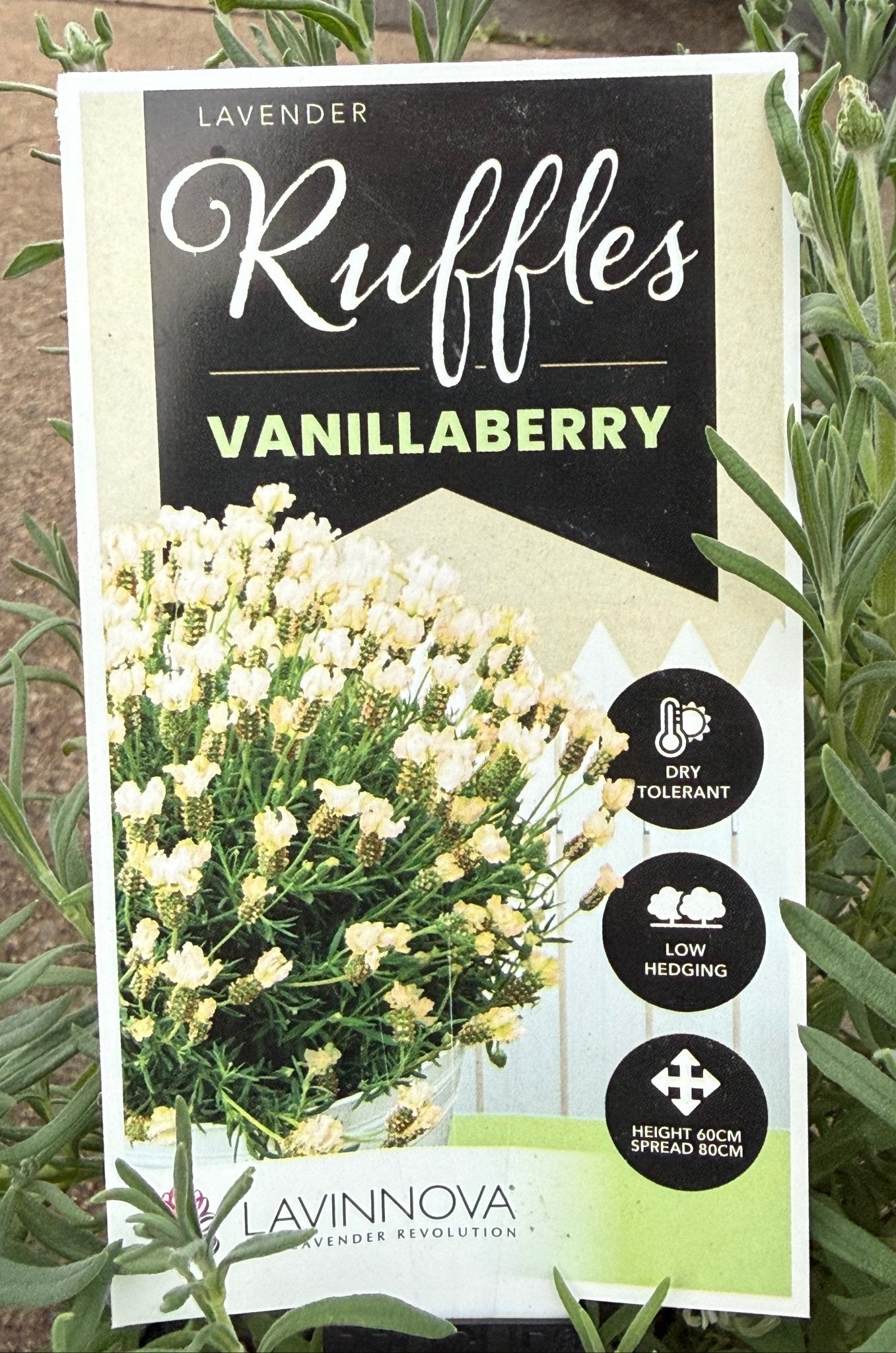 Lavender 'Vanillaberry Ruffles' (Lavandula pedunculata) - Ladybird Nursery