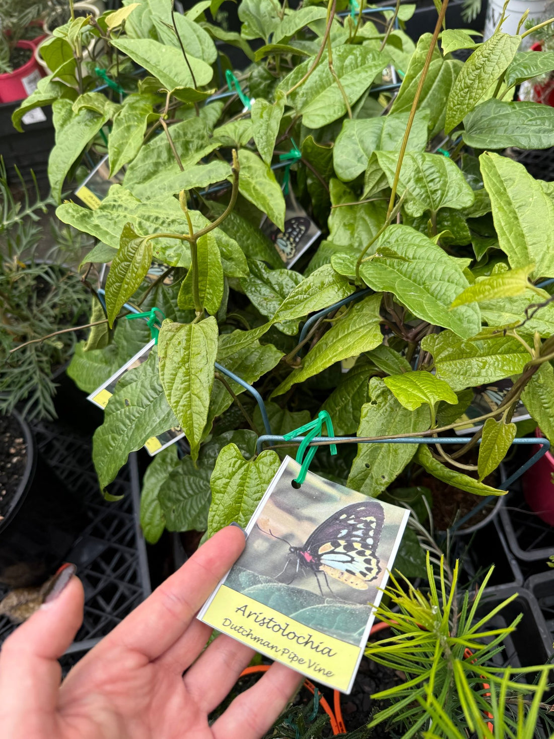 Cairns Birdwing Butterfly Vine (Aristolochia tagala) - Ladybird Nursery