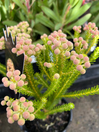 Berzelia rubra ‘Buttonbush Rose’ - Ladybird Nursery