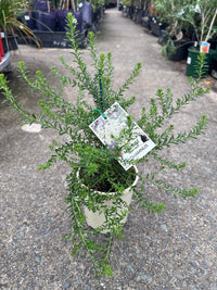 Rice Flower 'Little Oz' (Ozothamnus) - Ladybird Nursery