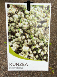 Muntrie Berry (Kunzea pomifera) - Ladybird Nursery