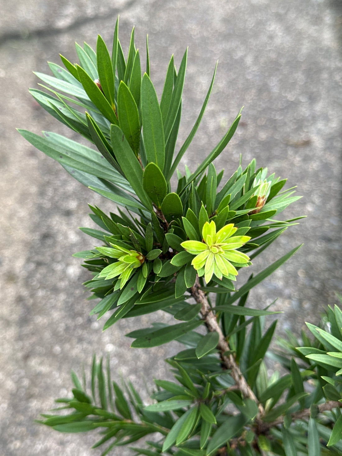 Weeping Bottlebrush 'Little Caroline' (Callistemon viminalis) - Ladybird Nursery