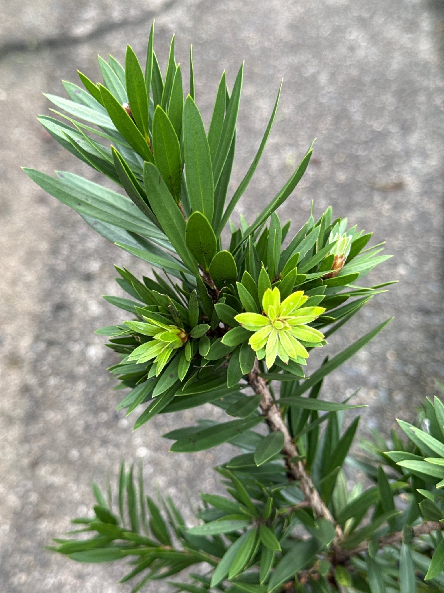 Weeping Bottlebrush 'Little Caroline' (Callistemon viminalis) - Ladybird Nursery