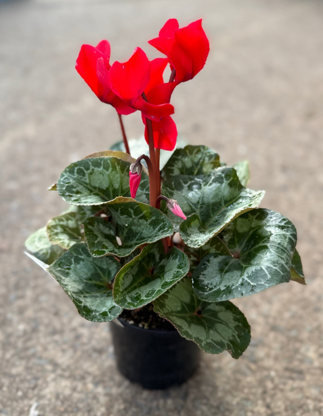 Cyclamen Leopardo Large 'Red' - Ladybird Nursery