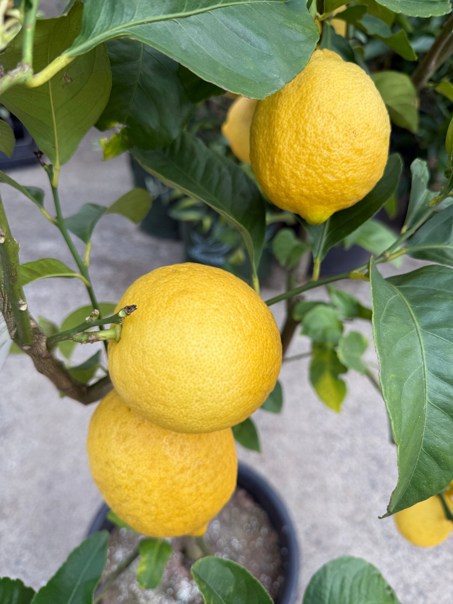 Lemon 'Eureka' - Advanced (PICKUP ONLY) - Ladybird Nursery