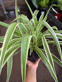 Spider Plant (Chlorophytum) - Ladybird Nursery