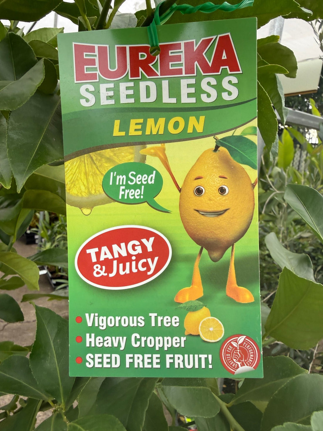 Advanced Lemon 'Eureka Seedless' 400mm/45Ltr Pot (PICK UP ONLY) - Ladybird Nursery