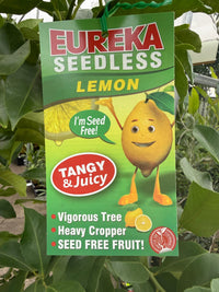 Advanced Lemon 'Eureka Seedless' 400mm/45Ltr Pot (PICK UP ONLY) - Ladybird Nursery
