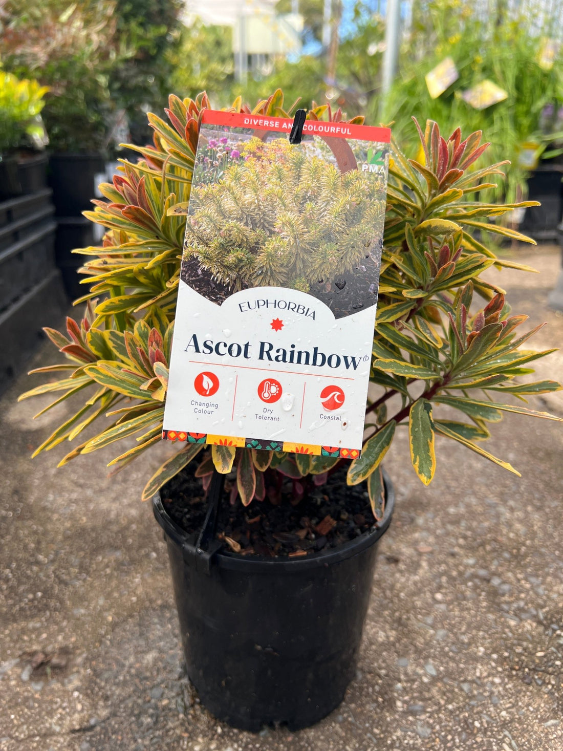 Rainbow Spurge 'Ascot Rainbow' (Euphorbia x Martinii) - Ladybird Nursery
