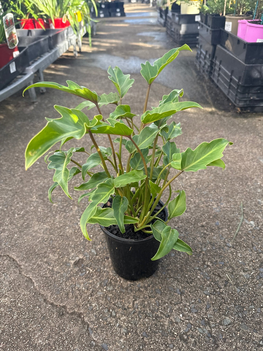 Philodendron 'Xanadu' - Ladybird Nursery
