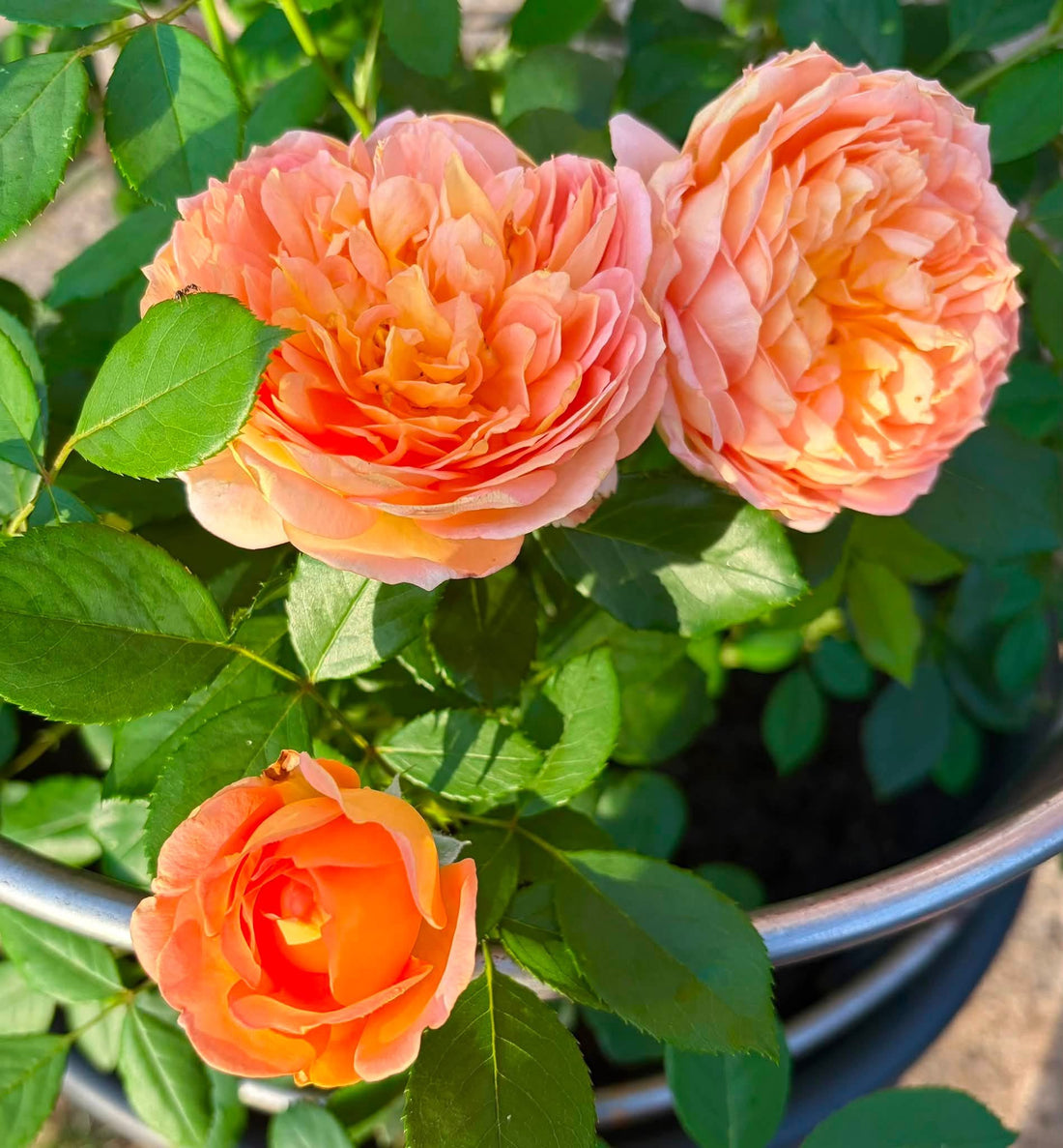 Rose ‘Lady of Shallot' (David Austin) - Ladybird Nursery