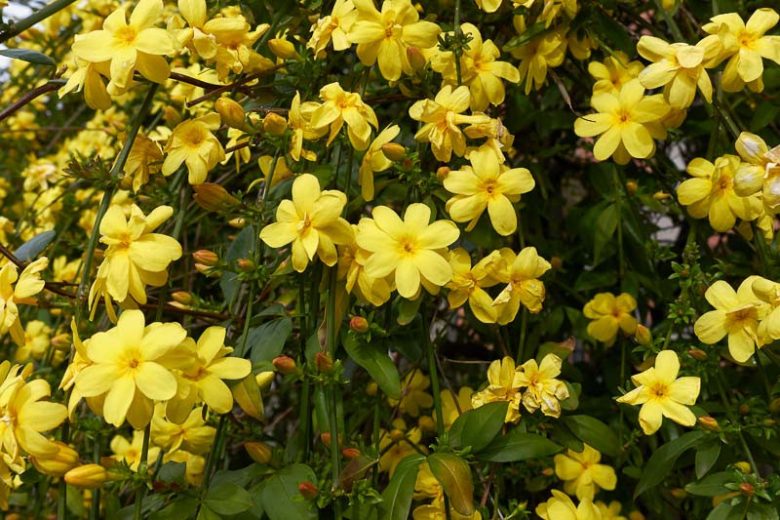 Primrose Jasmine (Jasminum mesnyi)