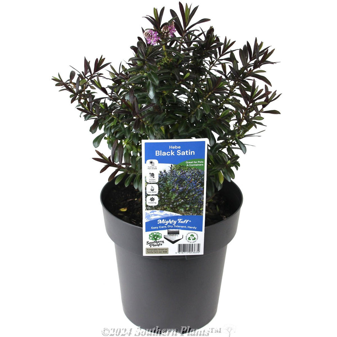 Hebe Black Satin - Ladybird Nursery