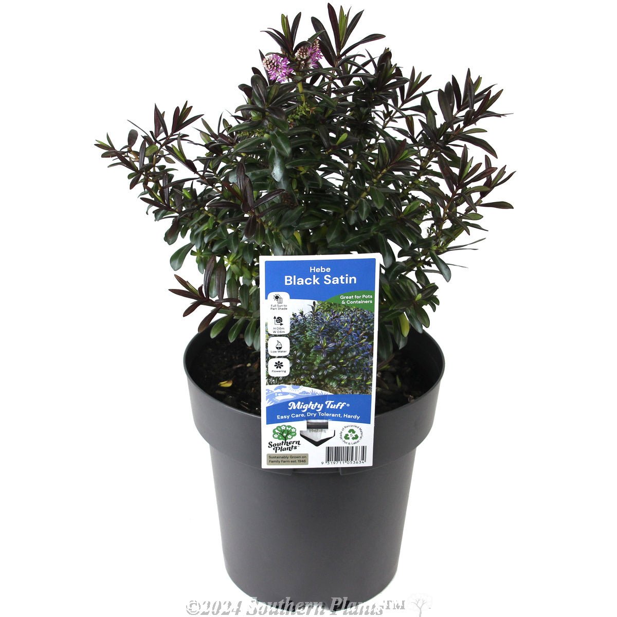 Hebe Black Satin - Ladybird Nursery
