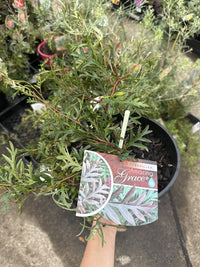 Grevillea 'Amazing Grace'