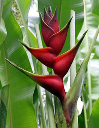 Heliconia bihai x caribaea 'Criswick' - Ladybird Nursery