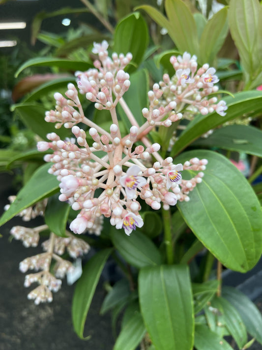 Medinilla Taiwanese Princess (Medinilla Formosa)